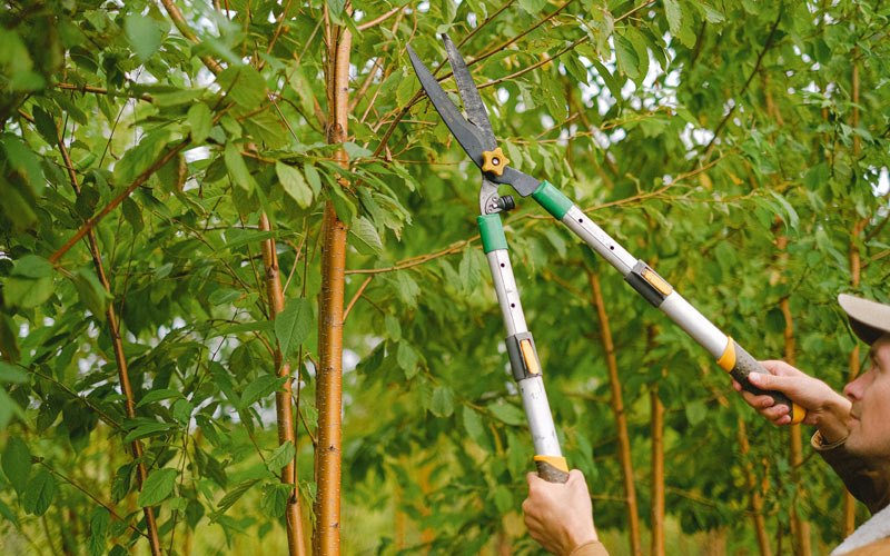 Tree trimming in Amenia, NY